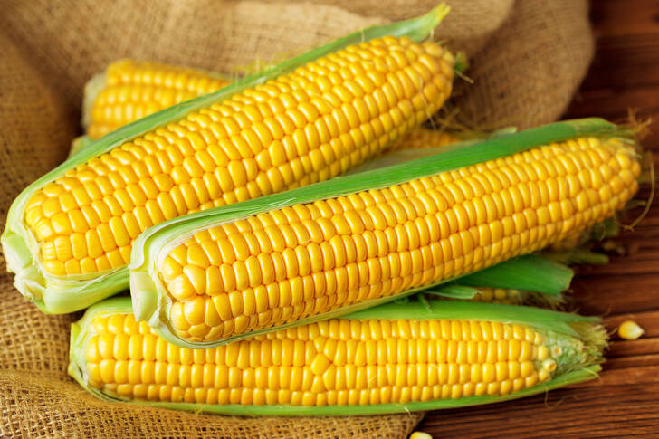 Yellow corn