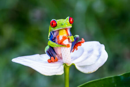 花の上の赤い目のカエル