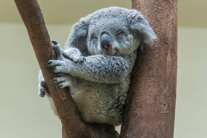 Sleeping Koala