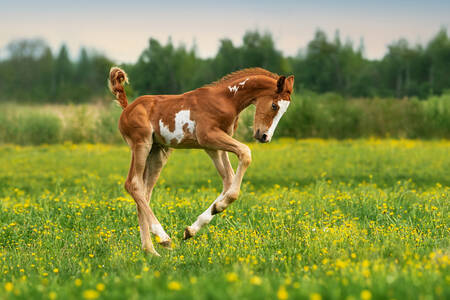 野原の子馬