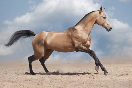 Caballo en el desierto