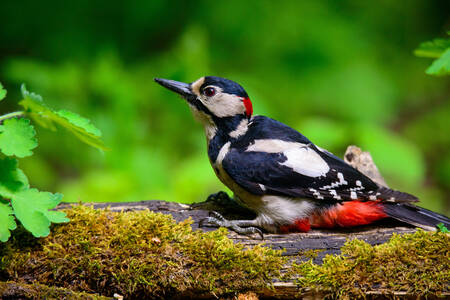 Pájaro carpintero en el bosque