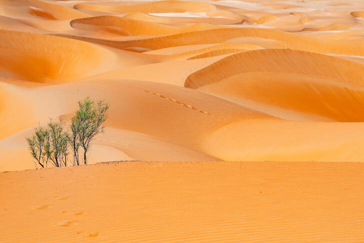 Dune di sabbia a Liwa