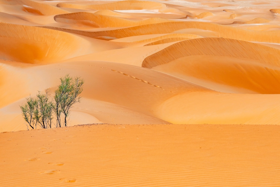 Dunes de sable à Liwa