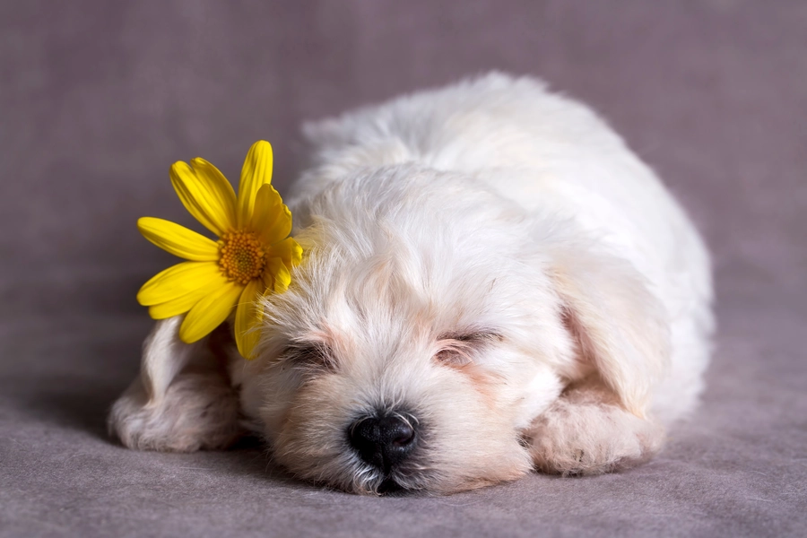 Slapende Maltezer terriër pup