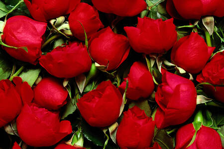 Scarlet rosebuds