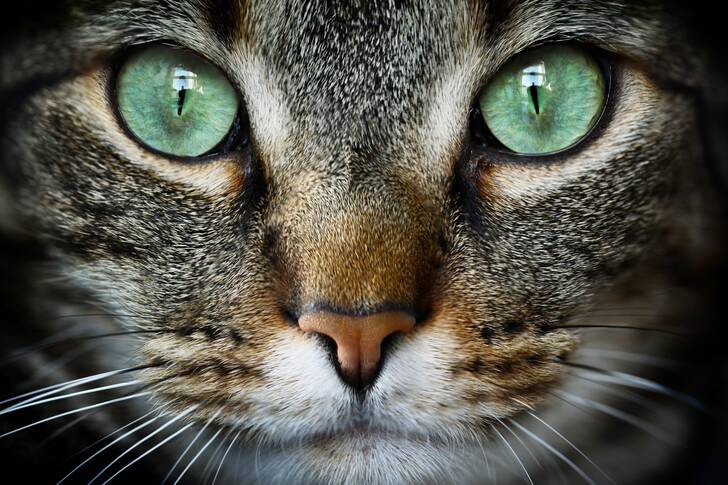 Cat close-up