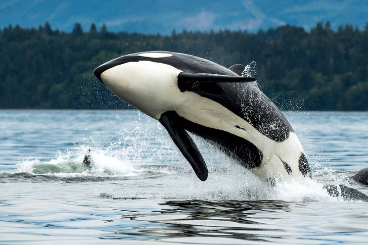 Bigga the Killer Whale