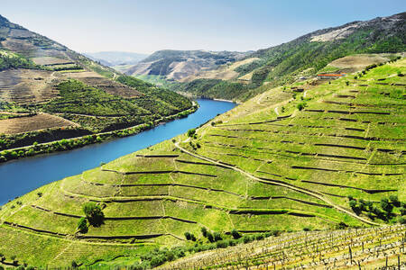 Douro-dalen i Portugal