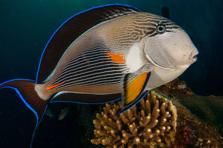 Arabian surgeonfish