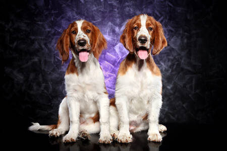 Welsh Springer Spaniel Welpen