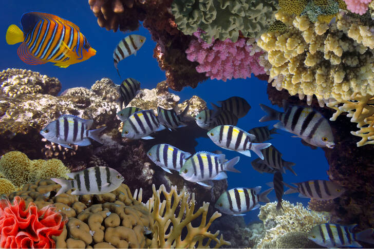 Korálový útes a mořské tvory