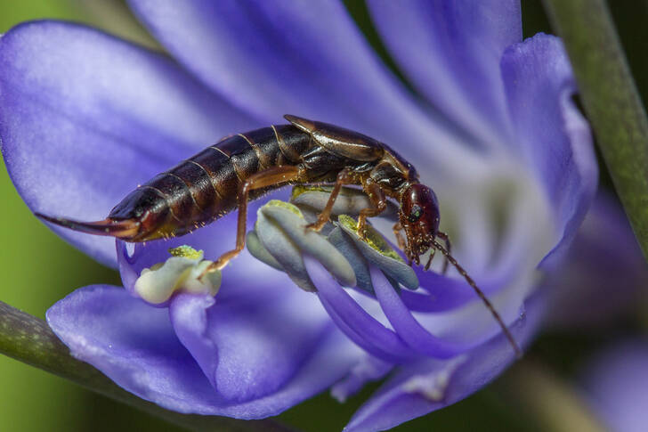 Common earwig