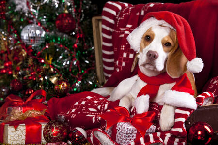 Beagle in a Santa Claus hat