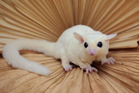 Sugar glider