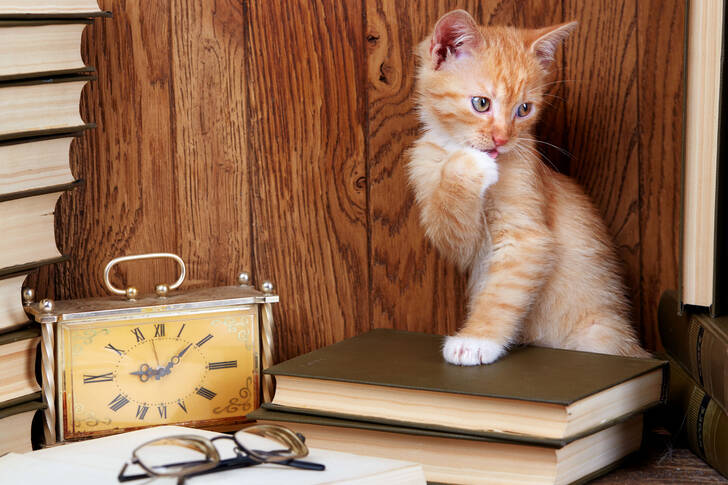 Röd kattunge med böcker