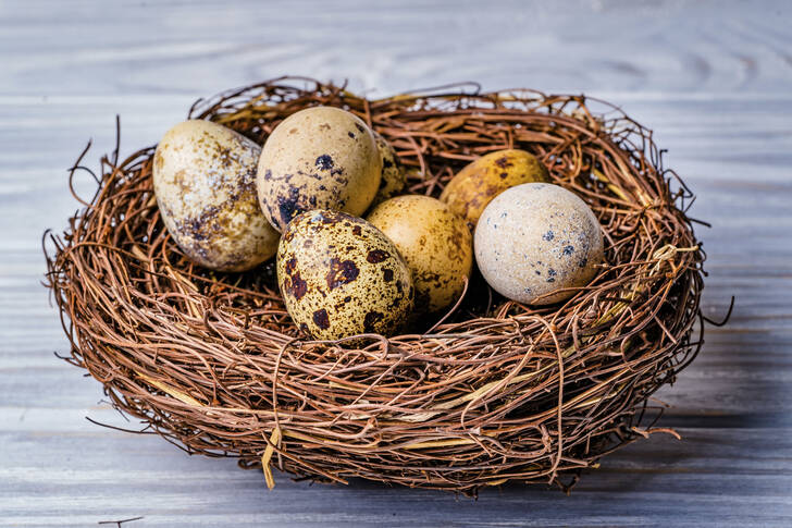 Quail eggs in a nest