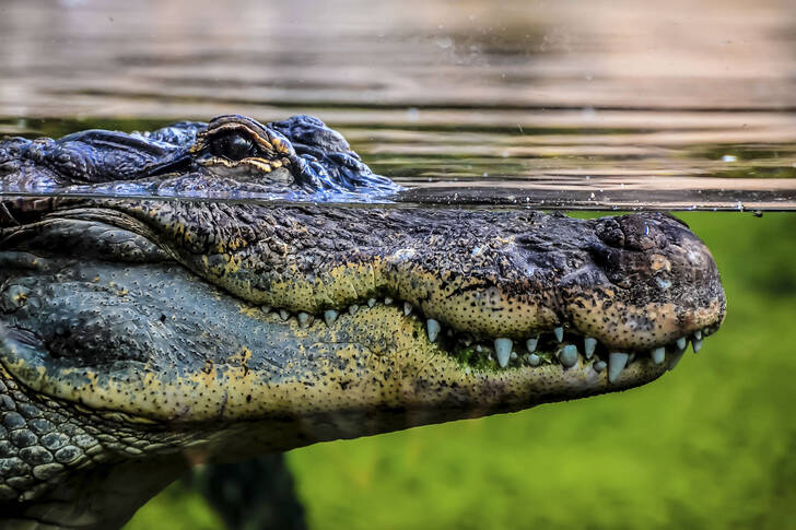 Mississippi Alligator in the Water