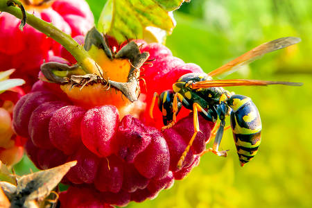 Raspberry wasp
