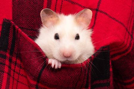 Hamster in a plaid shirt pocket