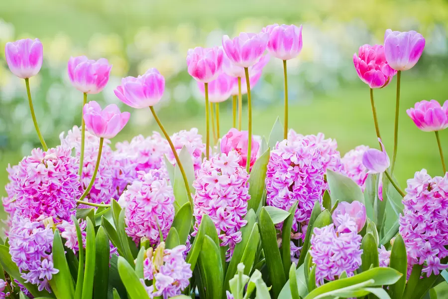 Blomma säng