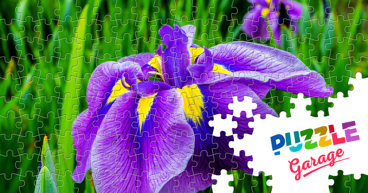 Iris germanica Puzzle (Rośliny, Kwiaty) Puzzle Garage