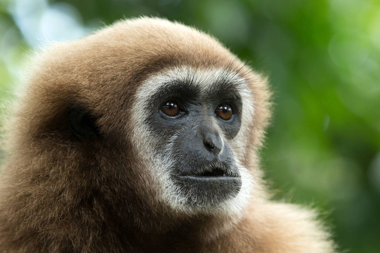 Gibbon Jigsaw Puzzle (Animals, Primates) | Puzzle Garage