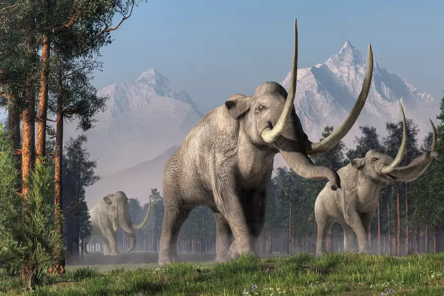 Mammuthus columbi