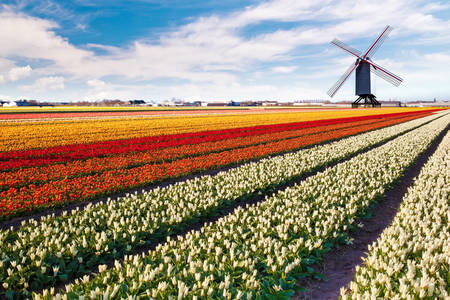 Windmill on the tulip field