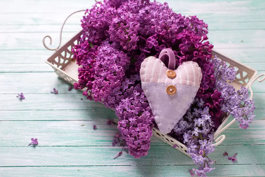Fleurs lilas sur un plateau
