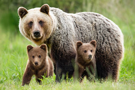 She-bear with cubs