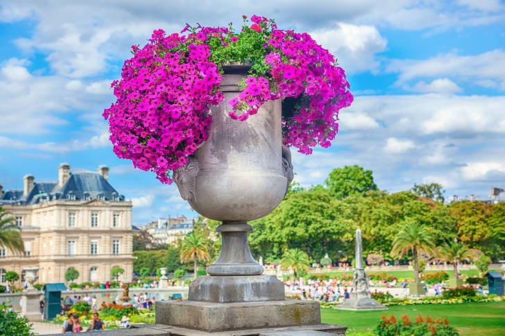 Pot de fleurs dans le jardin du Luxembourg