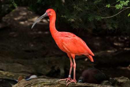 Červený ibis