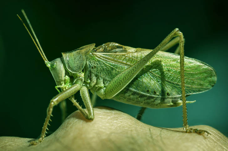 Grön gräshoppa