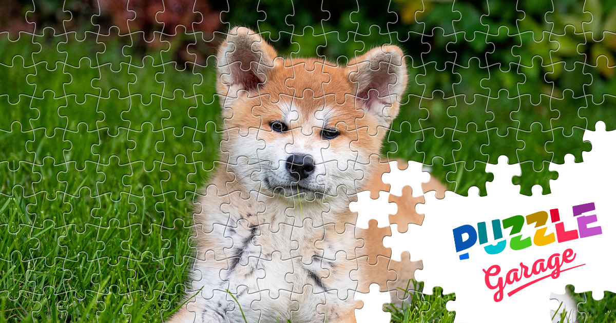 Akita inu puppy Jigsaw Puzzle (Animals, Pets) | Puzzle Garage