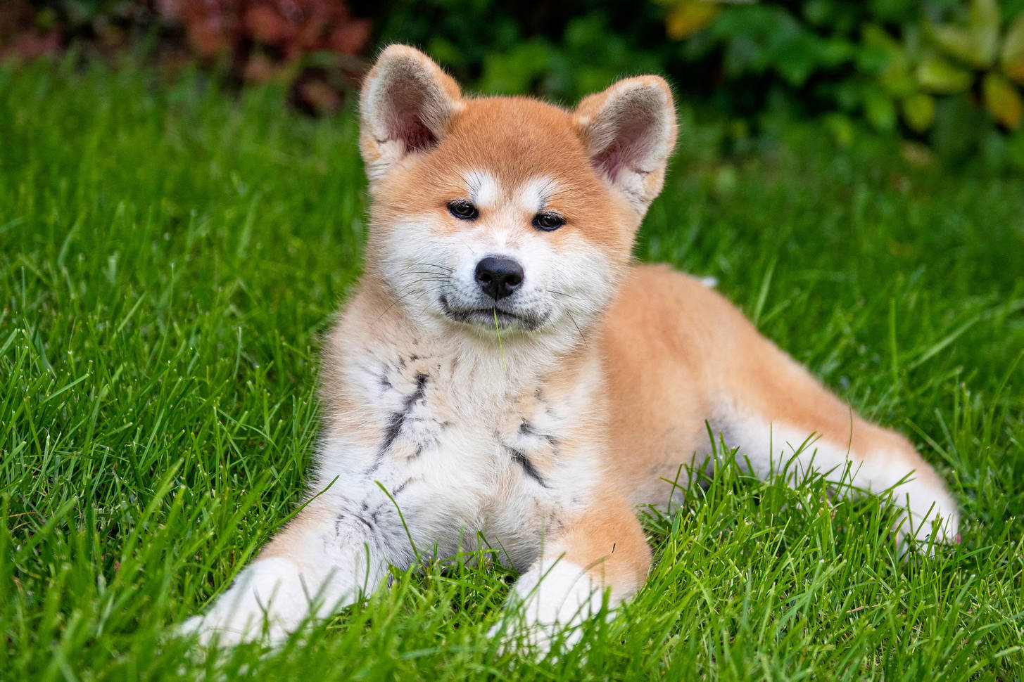 Akita inu puppy Jigsaw Puzzle (Animals, Pets) | Puzzle Garage