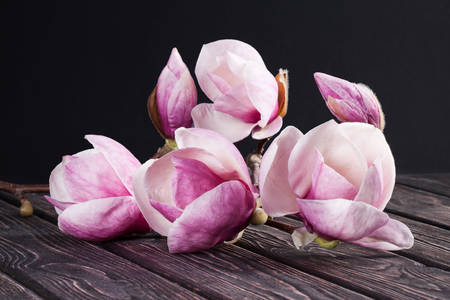 Magnolia on a wooden table