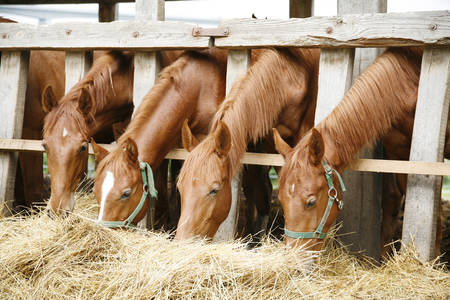 Лошади едят сухую траву