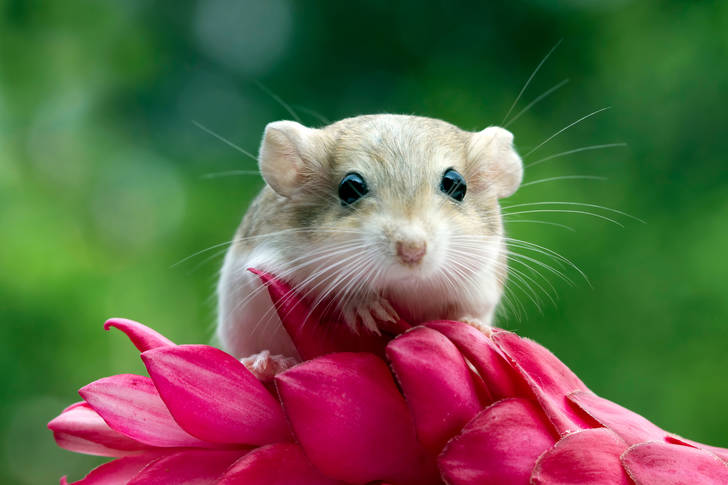 Ratón jerbo en flor