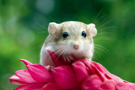 Gerbil mouse on flower