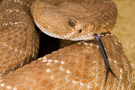 Гърмяща змия