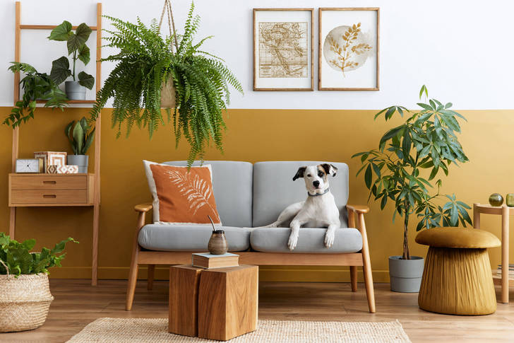 Dog on the couch in a cozy living room