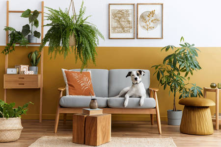 Pes na gauči v útulném obývacím pokoji