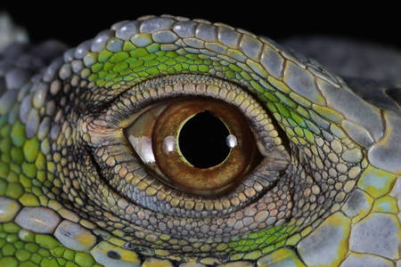 Iguana eye close up