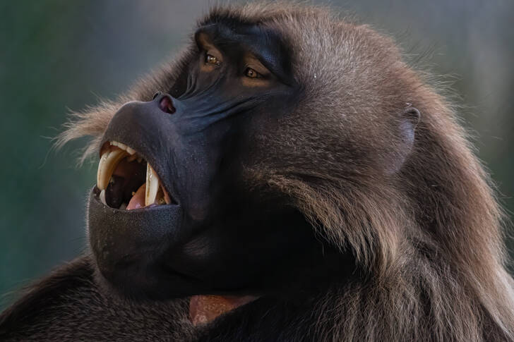 Retrato de babuíno