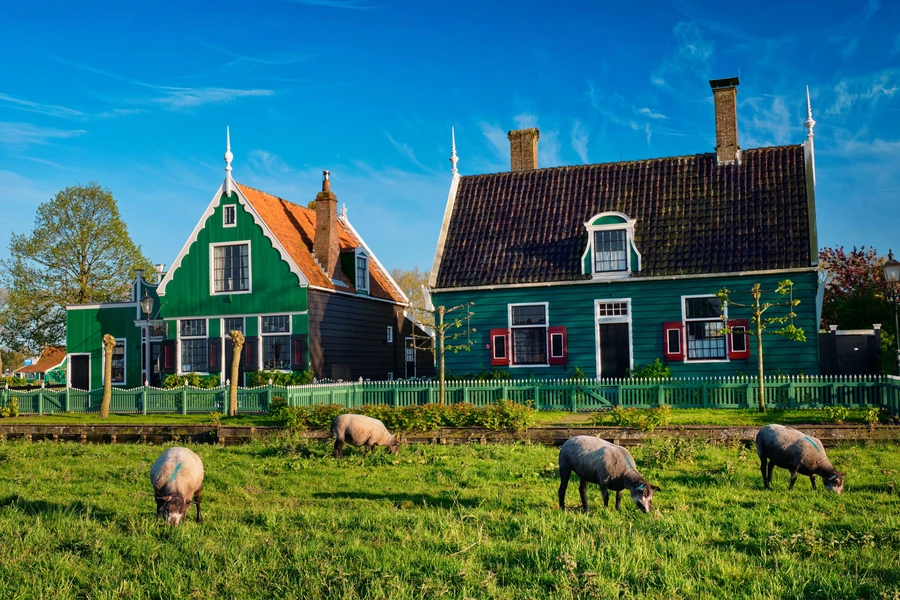 Owce w Zaanse Schans