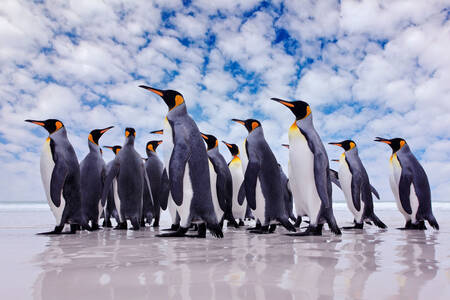Pinguini rege pe un ban de gheață