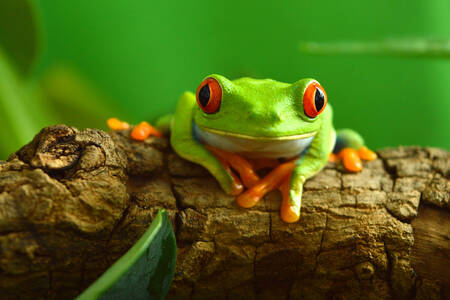 Red-eyed frog on a branch
