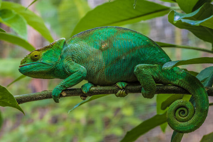 Zelený chameleon na větvi