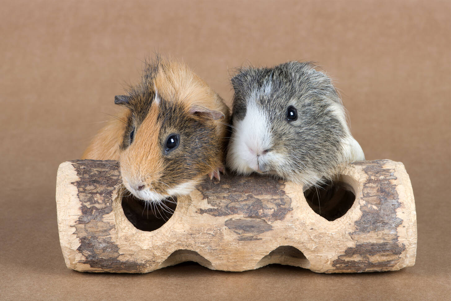 Guinea pigs Jigsaw Puzzle (Animals, Pets) Puzzle Garage